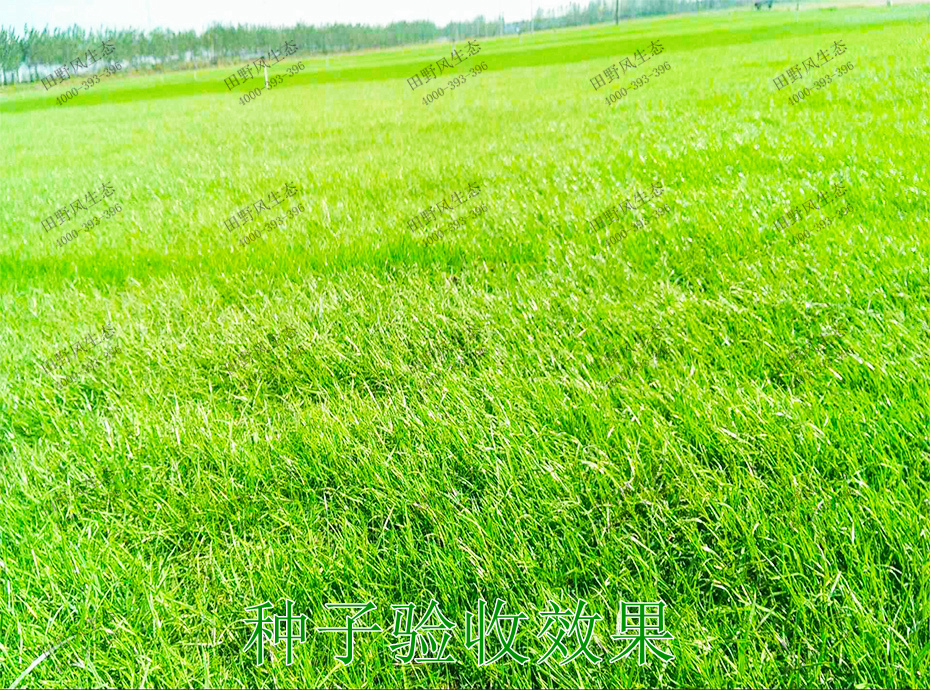 10種子驗收效果 10種子驗收效果
