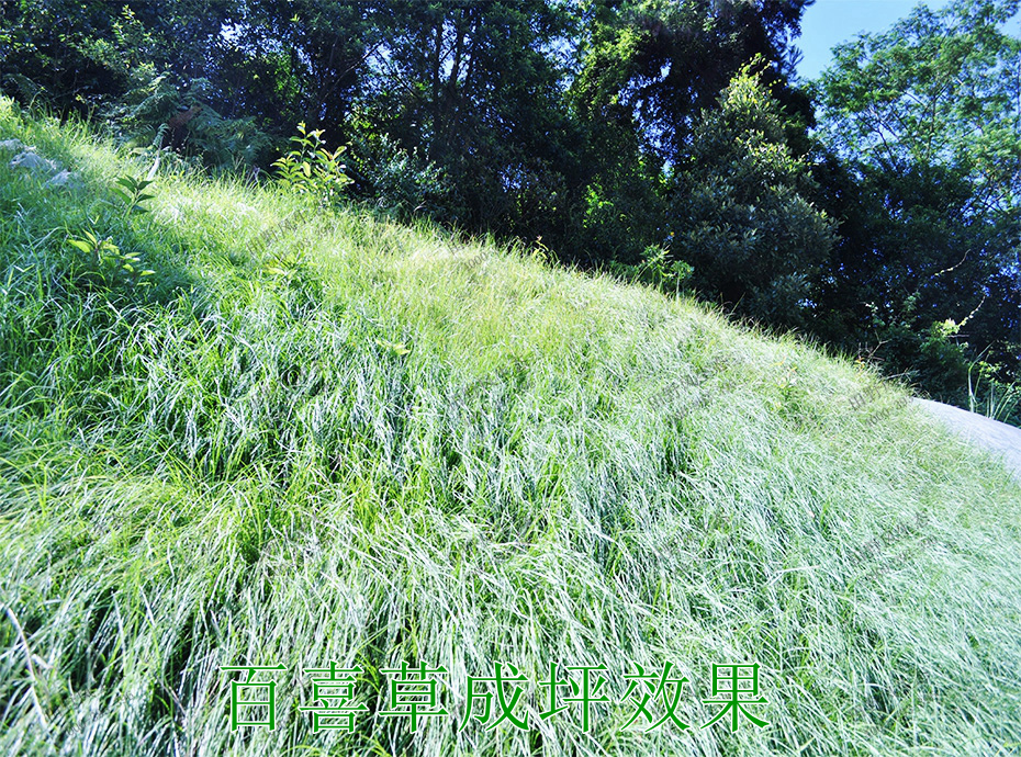 2百喜草成坪效果 2百喜草成坪效果