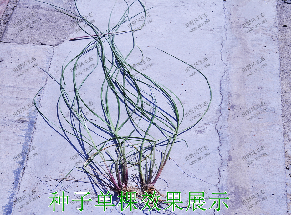 3種子單棵效果展示 3種子單棵效果展示