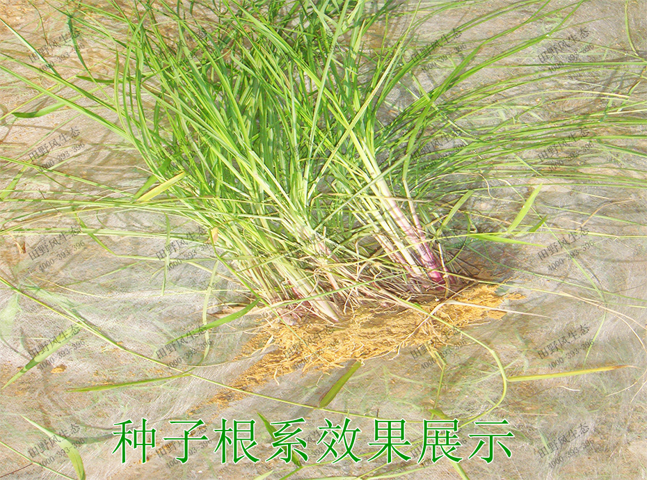 4種子根系效果展示 4種子根系效果展示