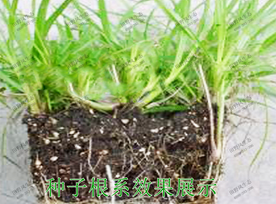 5種子根系效果展示 5種子根系效果展示