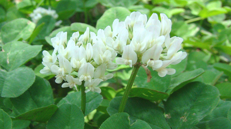 紅三葉和白三葉批發(fā) 紅三葉和白三葉批發(fā)