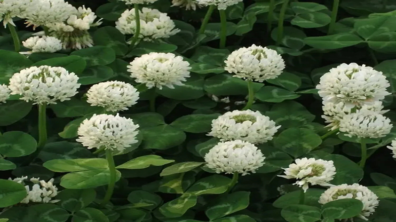 紅三葉和白三葉批發(fā) 紅三葉和白三葉批發(fā)