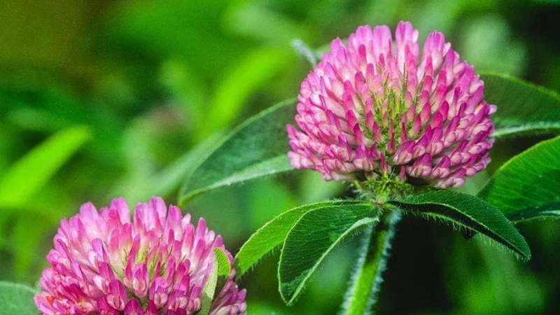 紅三葉和白三葉批發(fā) 紅三葉和白三葉批發(fā)