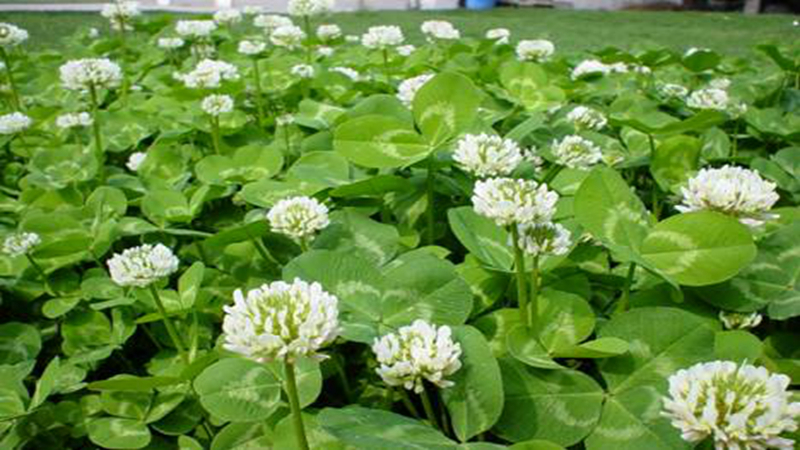 紅三葉和白三葉批發(fā) 紅三葉和白三葉批發(fā)