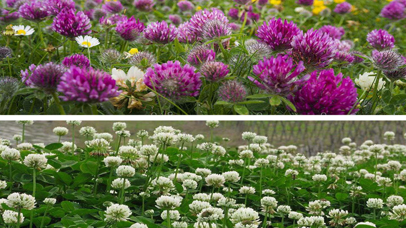 紅三葉和白三葉批發(fā) 紅三葉和白三葉批發(fā)