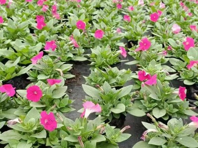 別墅花園種植花卉種籽牽?；ㄅc養(yǎng)護(hù)管理