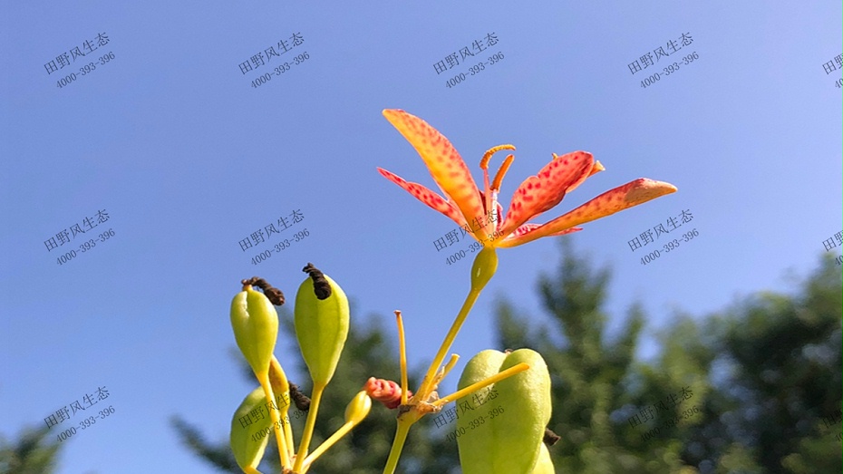 射干花花苞展示 射干花花苞展示