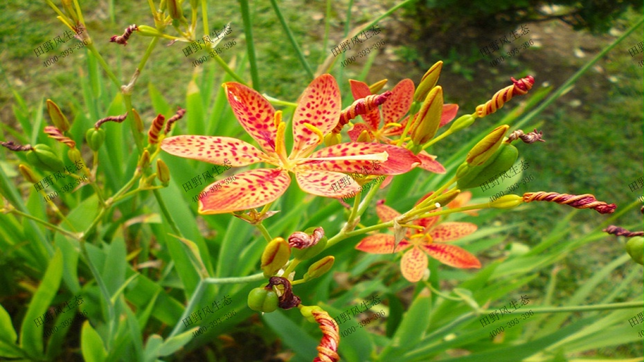 射干花花朵特寫 射干花花朵特寫