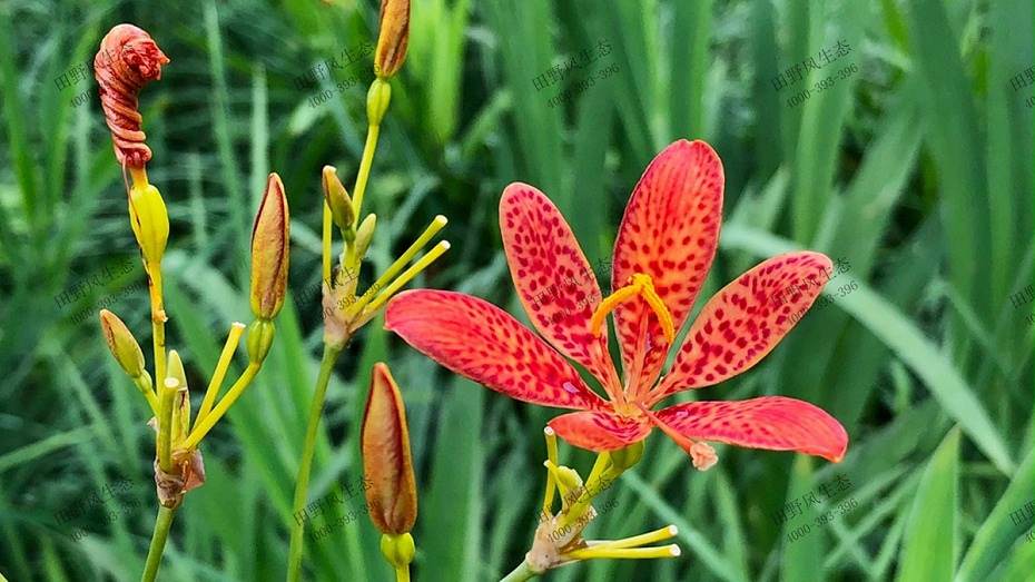 栽培展示 栽培展示