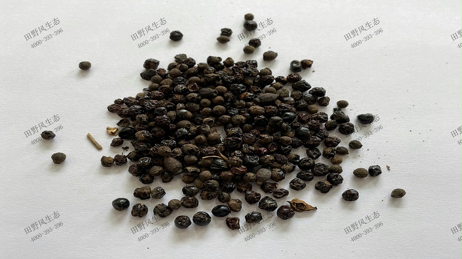 射干花花種 射干花花種