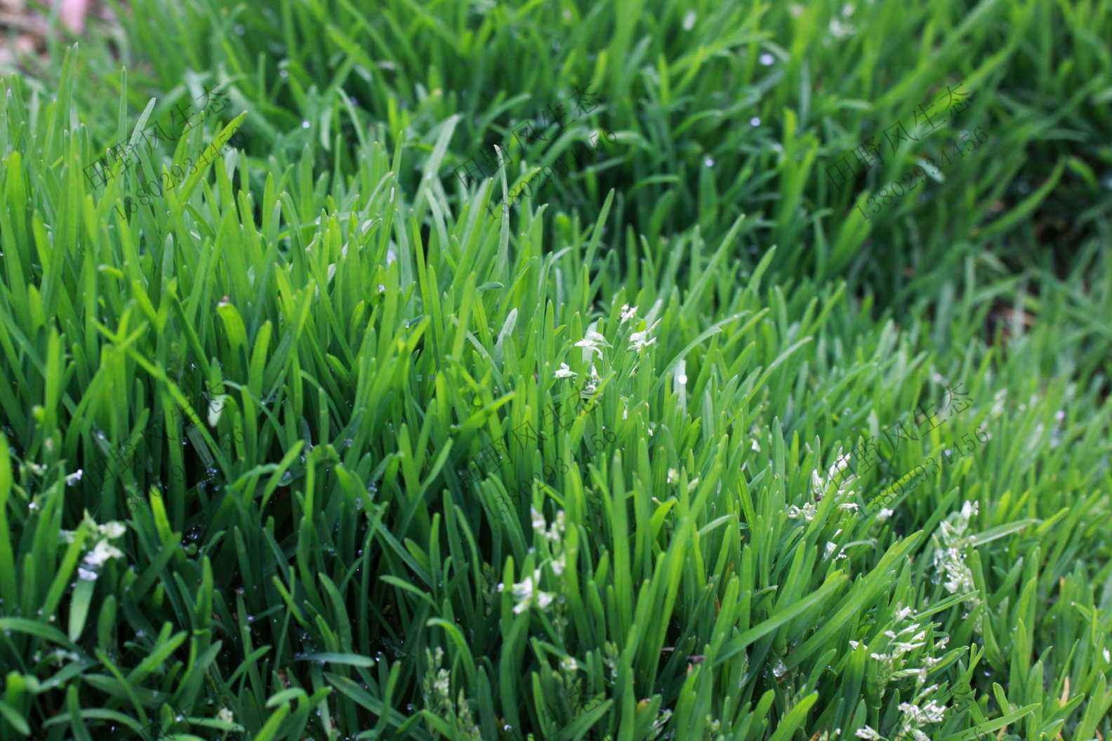 草種籽播出多久發(fā)芽？哪些品種適合冷季種植