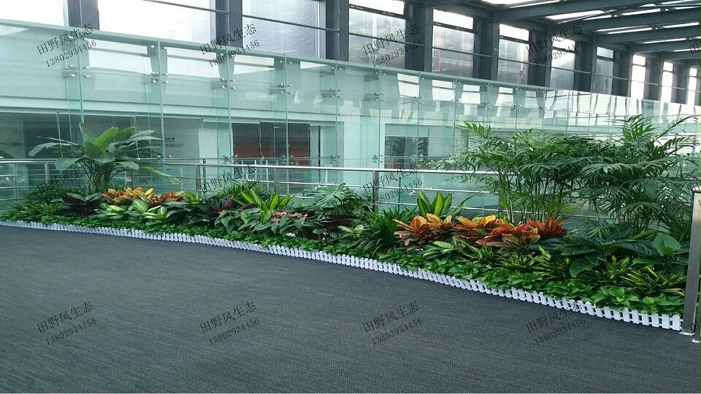 廣州廣商中心大廈盆栽租賃案例 廣州廣商中心大廈盆栽租賃案例