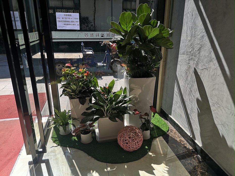 植物租賃，綠植租擺