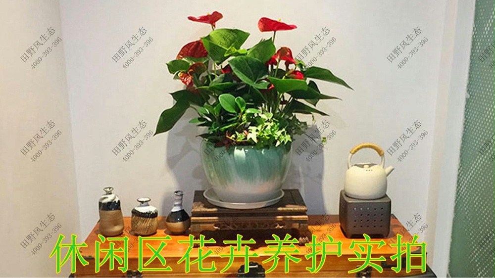 廣東美的集團(tuán)植物養(yǎng)護(hù)案例 廣東美的集團(tuán)植物養(yǎng)護(hù)案例