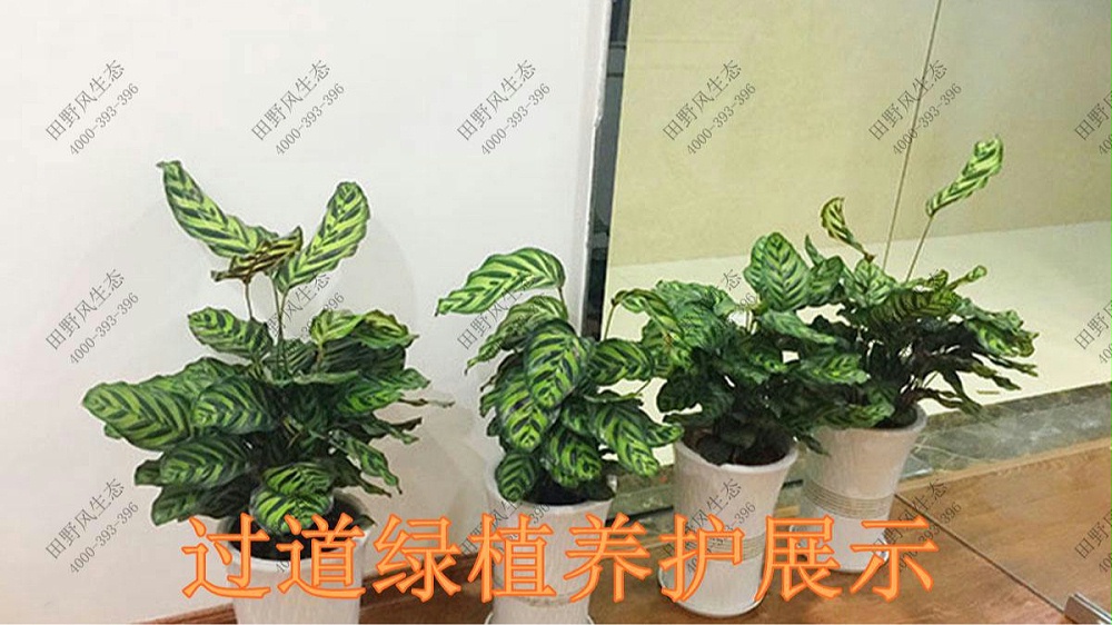 廣東美的集團(tuán)植物養(yǎng)護(hù)案例 廣東美的集團(tuán)植物養(yǎng)護(hù)案例