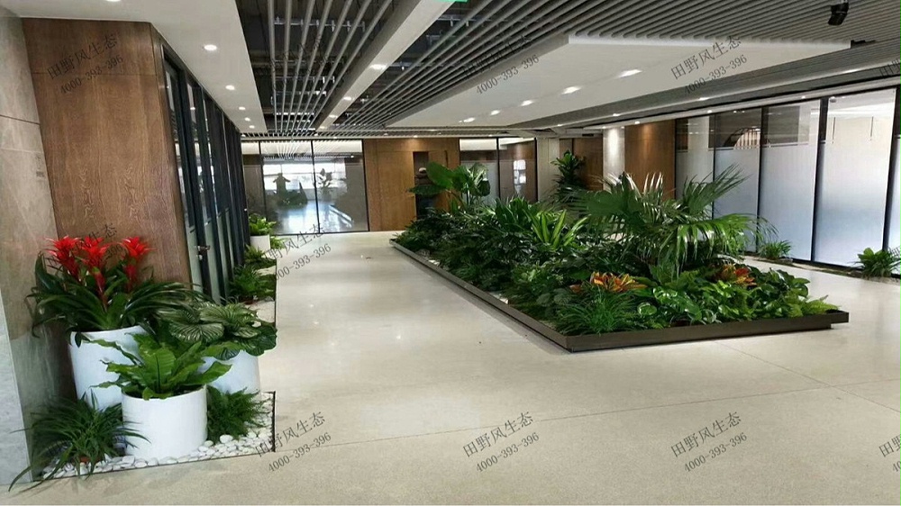 大堂綠植租賃 大堂綠植租賃