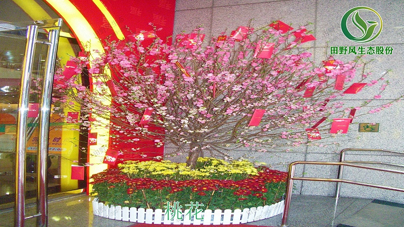 桃花購買批發(fā),桃花盆栽