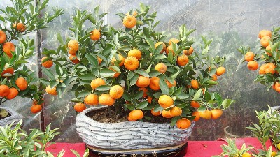 年桔訂購，廣府人過年必備之物