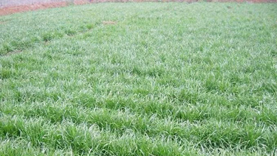 綠化草種草籽哪種好？田野風(fēng)告知您