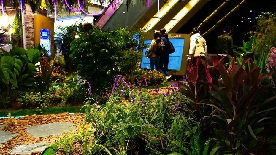 室內(nèi)植物租擺 室內(nèi)植物租擺