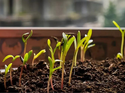 花卉種子種植注意事項(xiàng)有哪些？