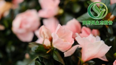 超全面的年宵花推薦，17種花，承包你的年宵花