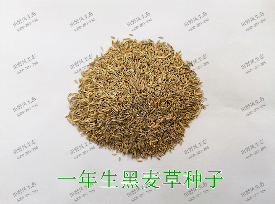 1一年生黑麥草種子 1一年生黑麥草種子