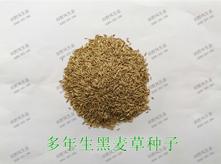 2多年生黑麥草種子 2多年生黑麥草種子