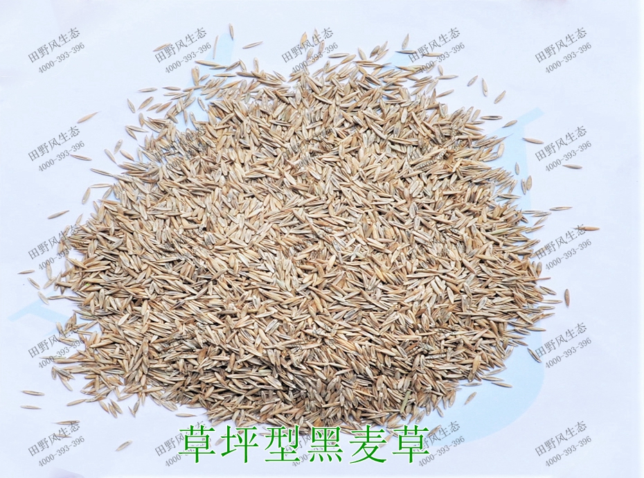 3草坪型黑麥草 3草坪型黑麥草