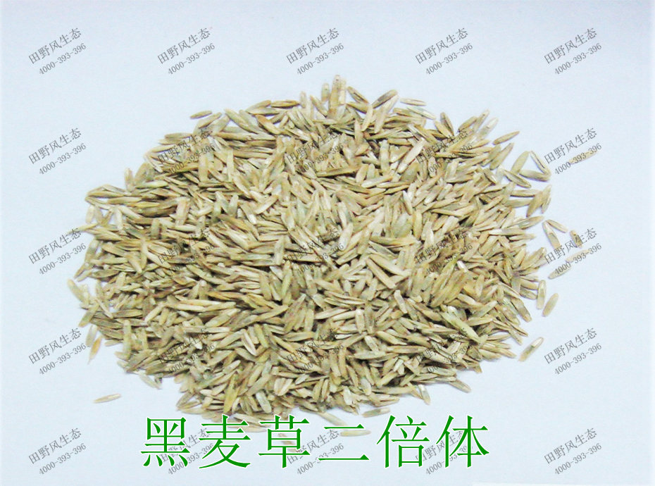 4黑麥草二倍體 4黑麥草二倍體