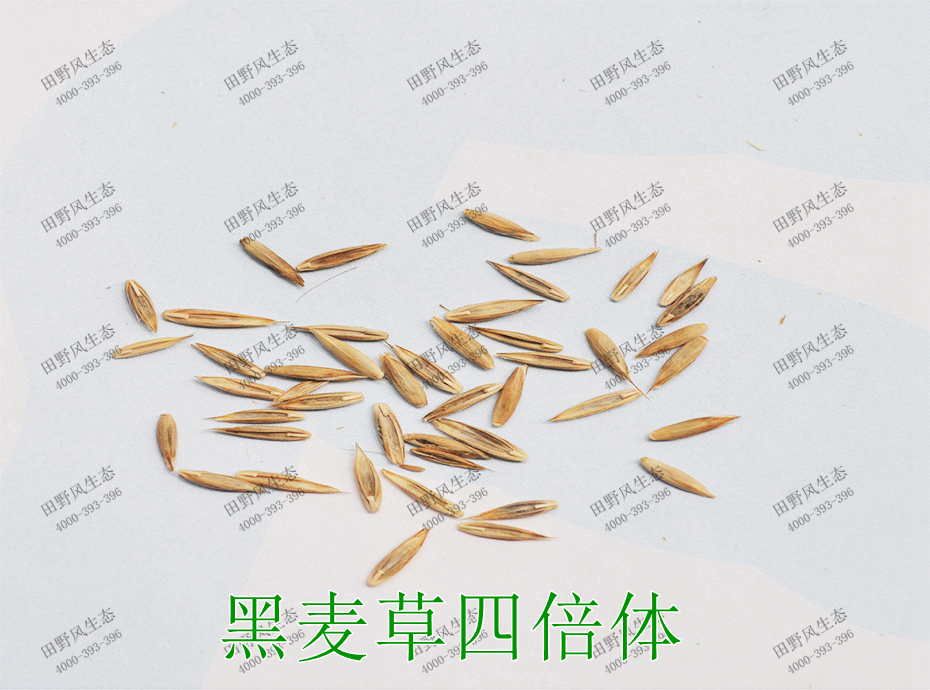 5黑麥草四倍體 5黑麥草四倍體