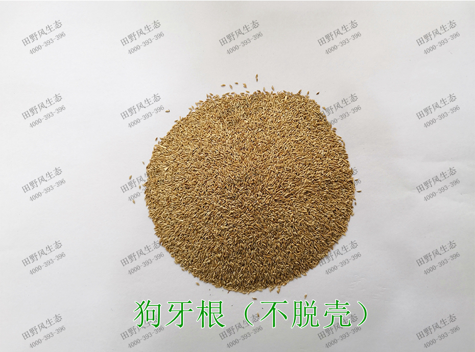 2狗牙根(不脫殼) 2狗牙根(不脫殼)