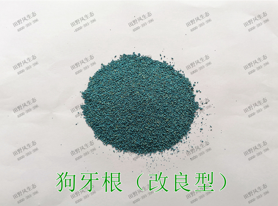 3狗牙根(改良型) 3狗牙根(改良型)