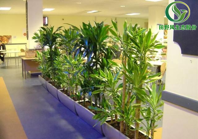 辦公室植物租擺,植物出租