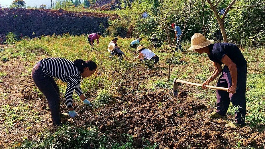 室外樹木養(yǎng)護(hù)補(bǔ)植，大樹養(yǎng)護(hù)