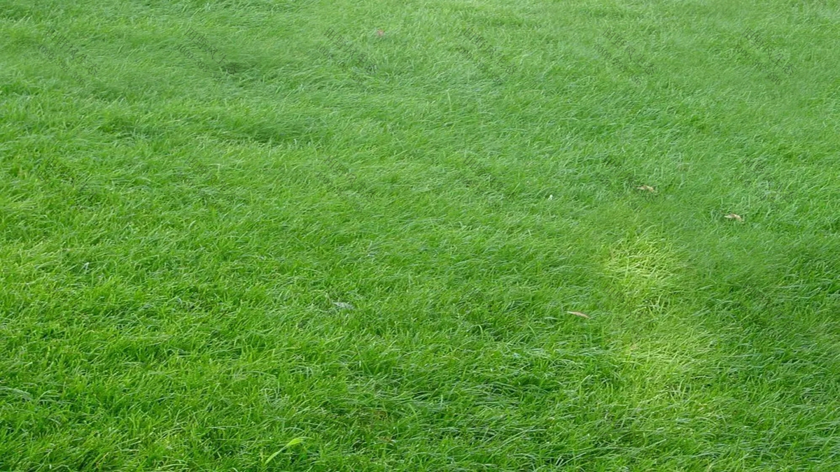 草種批發(fā) 草種批發(fā)