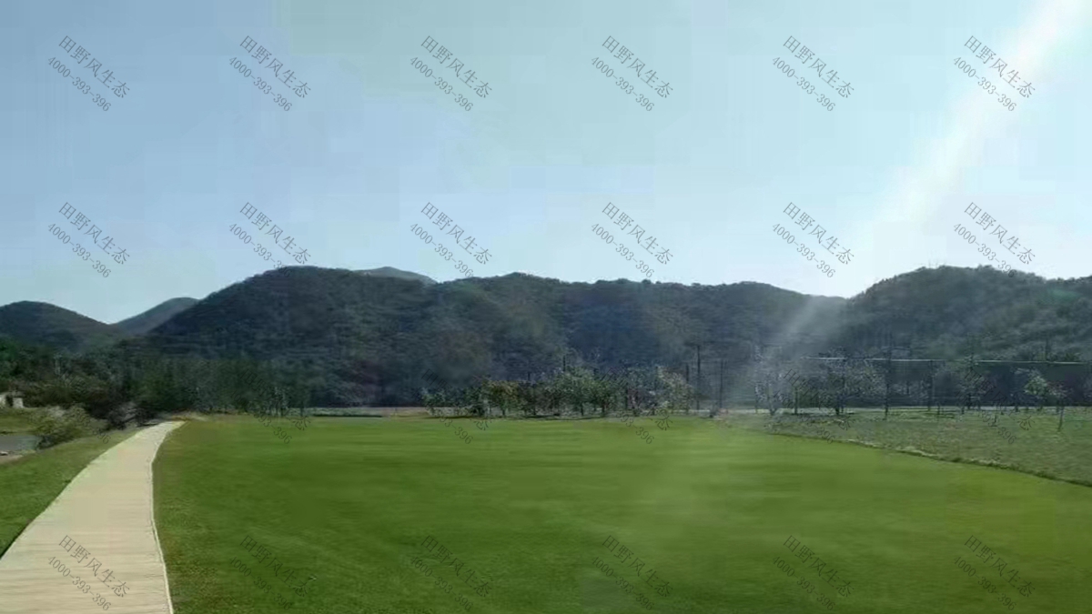 草種批發(fā) 草種批發(fā)