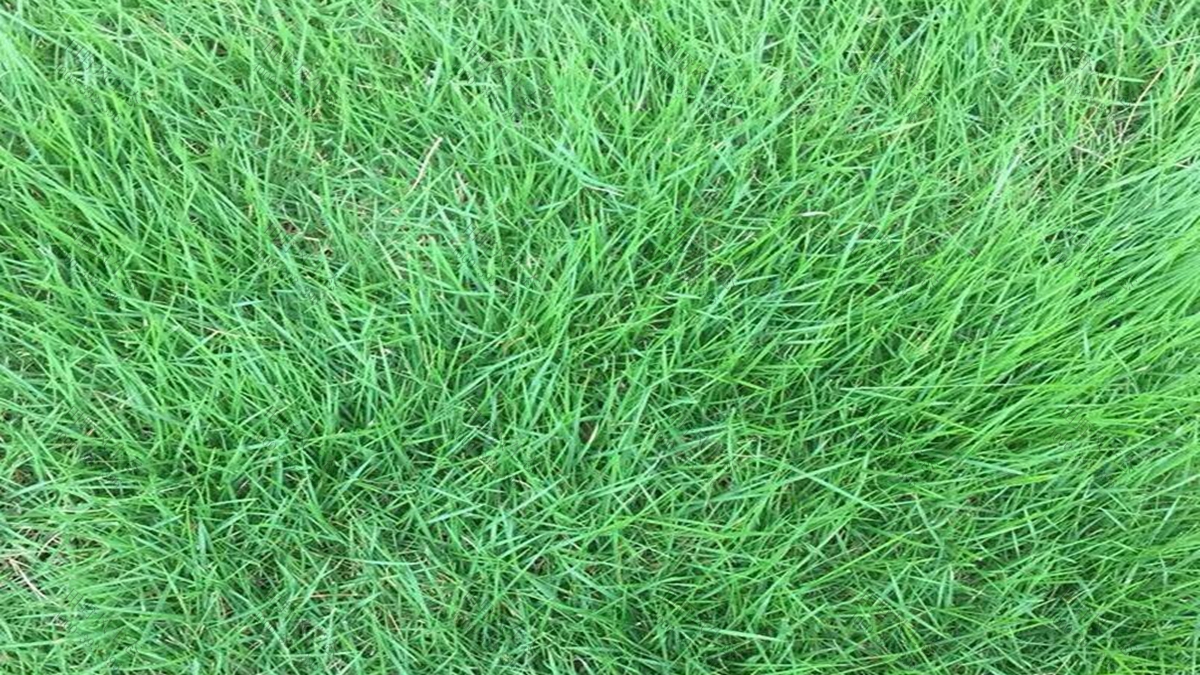 草種批發(fā) 草種批發(fā)