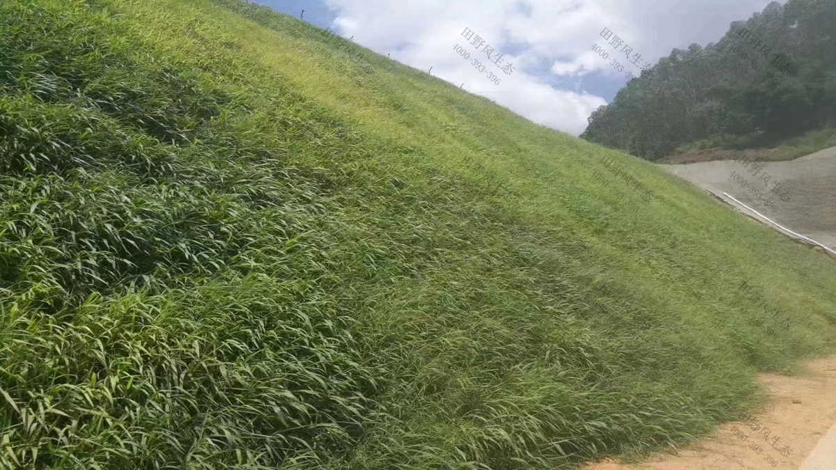 草種批發(fā) 草種批發(fā)