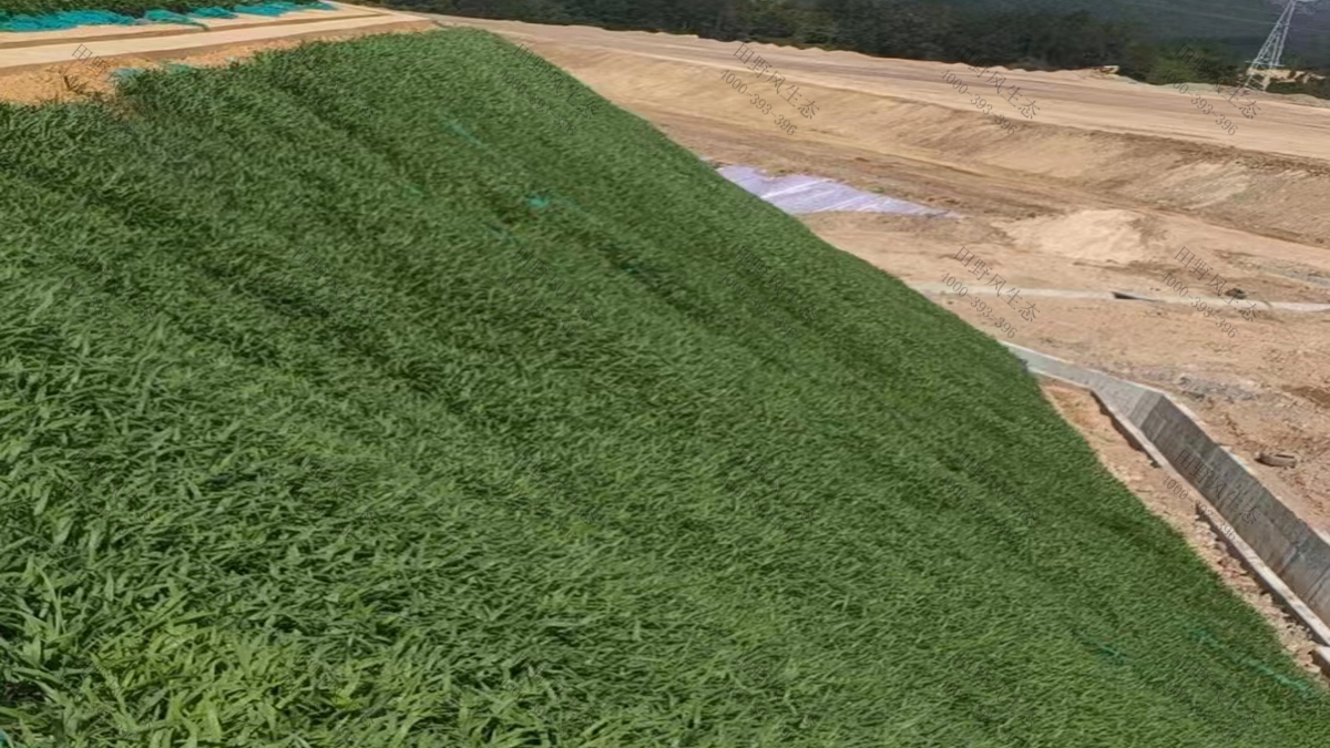 草種批發(fā) 草種批發(fā)