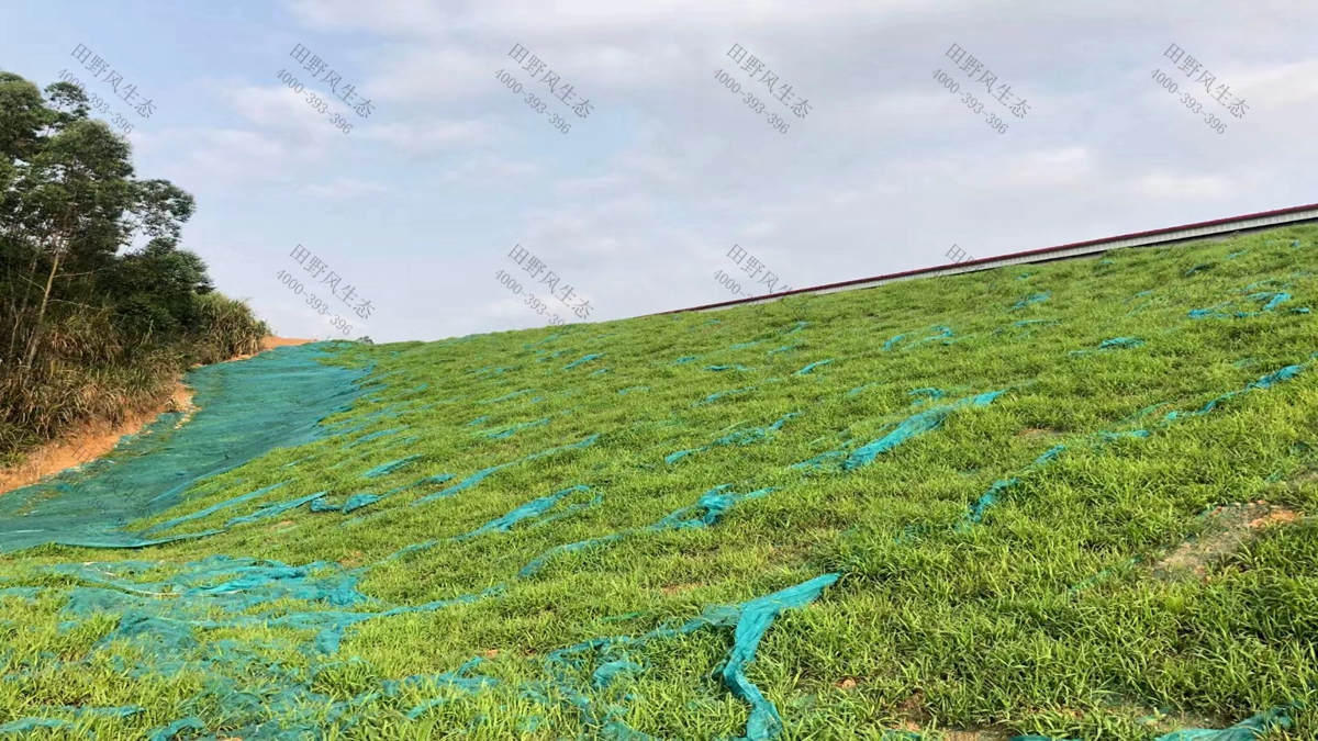 草種批發(fā) 草種批發(fā)