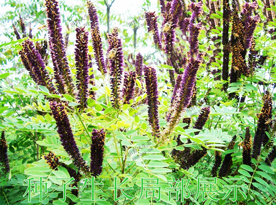 3種子生長局部展示 3種子生長局部展示