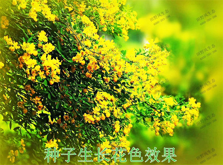 3種子生長(zhǎng)花色效果