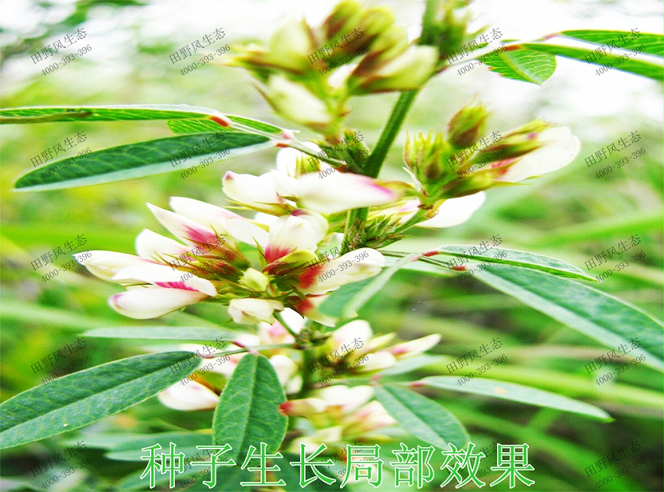 2種子生長(zhǎng)局部效果 2種子生長(zhǎng)局部效果