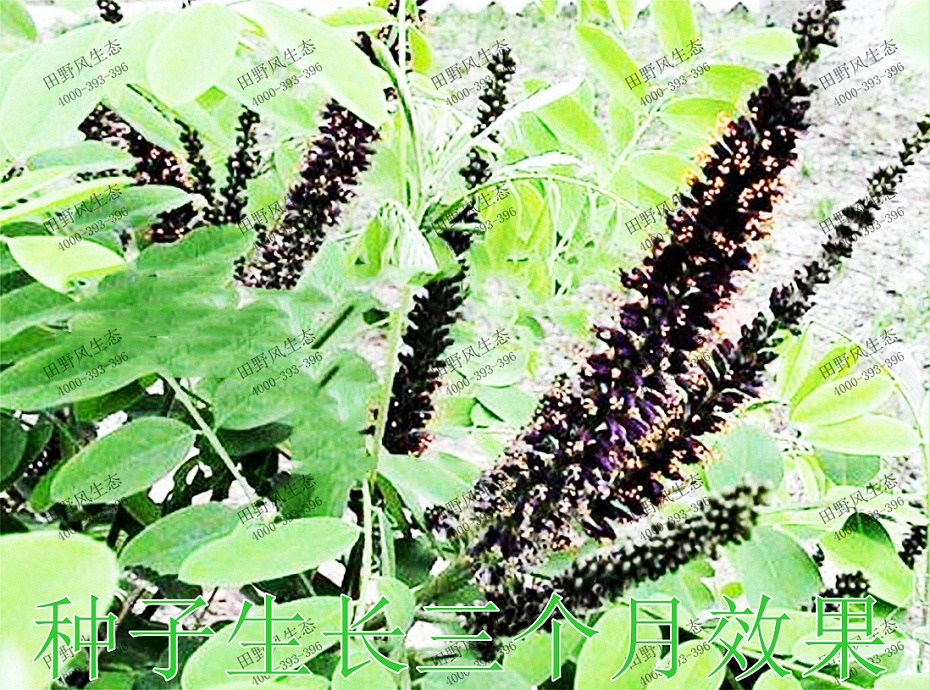 4種子生長3個月效果 4種子生長3個月效果