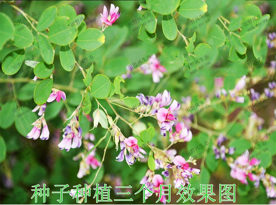 4種子種植3個(gè)月效果圖