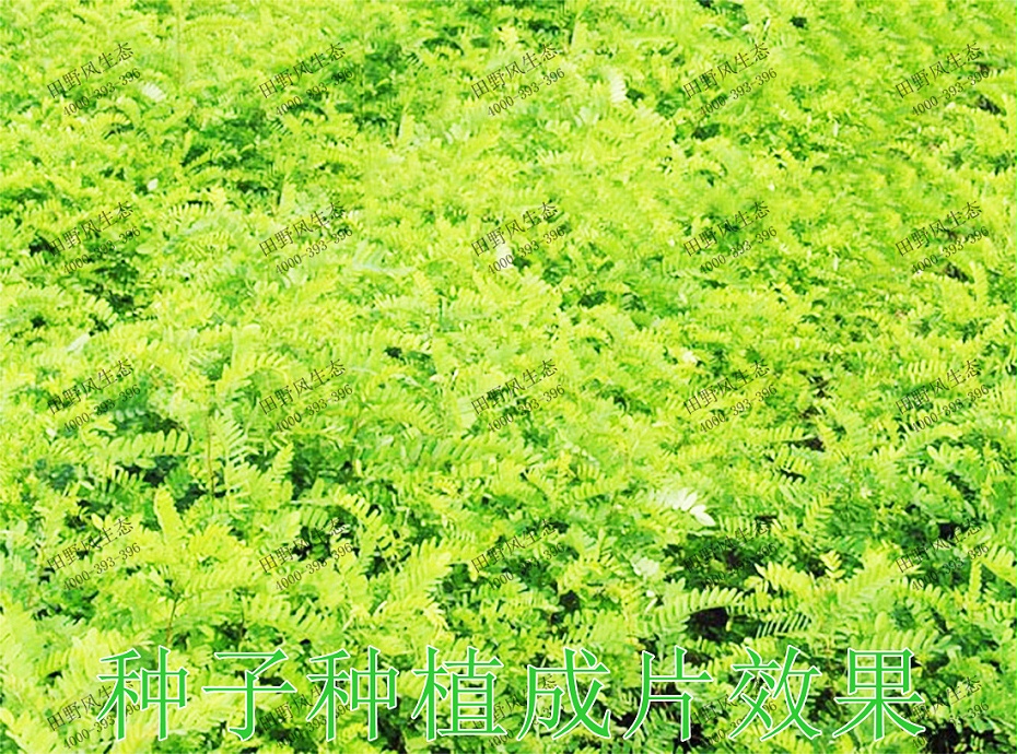 5種子種植成片效果 5種子種植成片效果