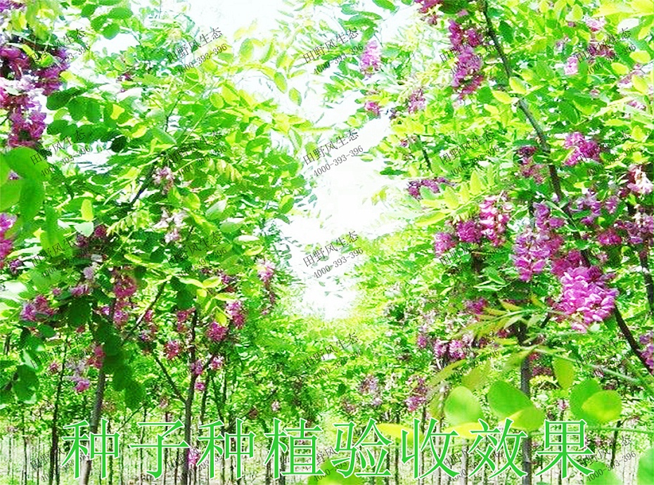 6種子種植驗收效果 6種子種植驗收效果