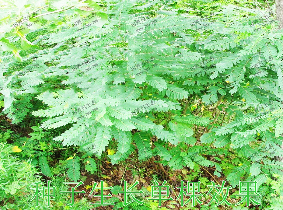 2種子生長單棵效果 2種子生長單棵效果